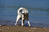 SIBERIAN HUSKY 551